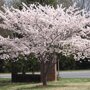 Japanse sierkers 'Yedoensis'